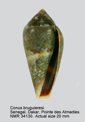 Conus bruguieri (3).jpg - Conus bruguieri Kiener,1848